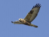 Buteo lagopus 16, Ruigpootbuizerd, Saxifraga-Mark Zekhuis