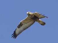 Buteo lagopus 17, Ruigpootbuizerd, Saxifraga-Mark Zekhuis
