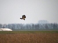 Buteo lagopus 20, Ruigpootbuizerd, Saxifraga-Hans Dekker