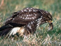 Buteo lagopus 3, Ruigpootbuizerd, with mouse, Saxifraga-Piet Munsterman