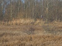 Buteo lagopus 4, Ruigpootbuizerd, Saxifraga-Martin Mollet