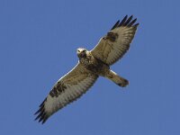 Buteo lagopus 5, Ruigpootbuizerd, Saxifraga-Mark Zekhuis