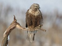 Buteo lagopus 6, Ruigpootbuizerd, Saxifraga-Joerg Mager