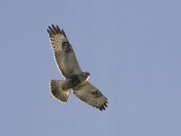 Buteo lagopus 8, Ruigpootbuizerd, Saxifraga-Mark Zekhuis