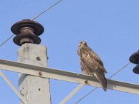 Buteo rufinus 9, Arendbuizerd, Saxifraga-Mark Zekhuis