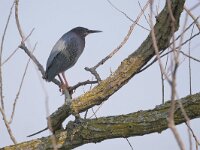 Butorides virescens 5, Groene reiger, Saxifraga-Tom Heijnen