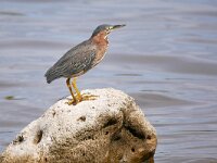 Butorides virescens 6, Groene reiger, Saxifraga-Tom Heijnen