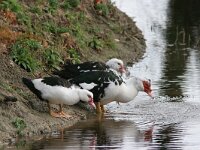 Cairina moschata 2, Muskuseend, Saxifraga-Jaap Schelvis