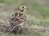 Calcarius lapponicus 14, IJsgors, Saxifraga-Mark Zekhuis