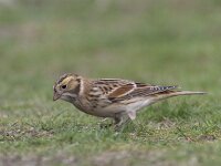 Calcarius lapponicus 21, IJsgors, Saxifraga-Mark Zekhuis
