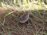 Calcarius lapponicus 7, IJsgors, Saxifraga-Henk Baptist