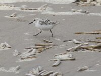 Calidris alba 100, Drieteenstrandloper, Saxifraga-Willem van Kruijsbergen