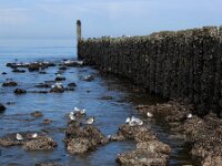 Calidris alba 103, Drieteenstrandloper, Saxifraga-Ed Stikvoort : Domburg