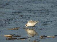 Calidris alba 15, Drieteenstrandloper, winter plumage, Saxifraga-Jan van der Straaten