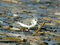 Calidris alba 18, Drieteenstrandloper, Saxifraga-Piet Munsterman