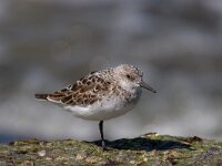 Calidris alba 21, Drieteenstrandloper, Saxifraga-Luc Hoogenstein : Brouwersdam, Calidris alba, Drieteenstrandloper, Sanderling, bird, kunstwerk, lente, moulting, overgangskleed, ruiend, sea, spring, steltloper, stint, strandvogel, vogel, wader, wadvogel, winterkleed, zee, zeewering, zomerkleed