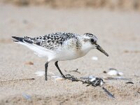 Calidris alba 25, Drieteenstrandloper, Saxifraga-Bart Vastenhouw