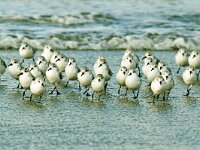 Calidris alba 29, Drieteenstrandloper, Saxifraga-Piet Munsterman