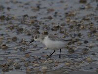 Calidris alba 31, Drieteenstrandloper, Saxifraga-Jan Nijendijk