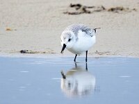 Calidris alba 32, Drieteenstrandloper, Saxifraga-Bart Vastenhouw