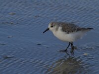 Calidris alba 33, Drieteenstrandloper, Saxifraga-Jan Nijendijk