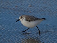 Calidris alba 34, Drieteenstrandloper, Saxifraga-Jan Nijendijk