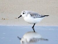 Calidris alba 38, Drieteenstrandloper, Saxifraga-Bart Vastenhouw