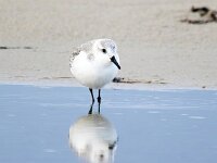 Calidris alba 39, Drieteenstrandloper, Saxifraga-Bart Vastenhouw