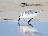 Calidris alba 40, Drieteenstrandloper, Saxifraga-Bart Vastenhouw
