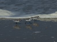 Calidris alba 41, Drieteenstrandloper, Saxifraga-Willem van Kruijsbergen