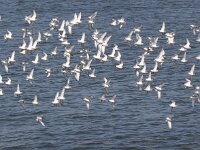 Calidris alba 42, Drieteenstrandloper, Saxifraga-Peter Meininger