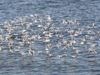 Calidris alba 43, Drieteenstrandloper, Saxifraga-Peter Meininger