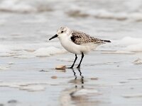 Calidris alba 44, Drieteenstrandloper, Saxifraga-Bart Vastenhouw