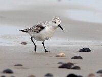 Calidris alba 45, Drieteenstrandloper, Saxifraga-Bart Vastenhouw