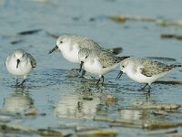 Calidris alba 5, Drieteenstrandloper, Saxifraga-Piet Munsterman