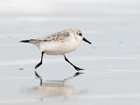 Calidris alba 50, Drieteenstrandloper, Saxifraga-Bart Vastenhouw