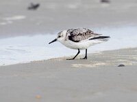 Calidris alba 51, Drieteenstrandloper, Saxifraga-Bart Vastenhouw