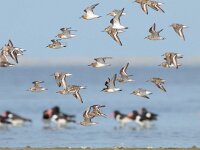 Calidris alba 53, Drieteenstrandloper, Saxifraga-Mark Zekhuis