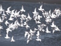Calidris alba 6, Drieteenstrandloper,Saxifraga-Piet Munsterman