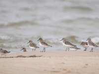 Calidris alba 76, Drieteenstrandloper, Saxifraga-Tom Heijnen