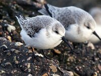 Calidris alba 84, Drieteenstrandloper, Saxifraga-Bart Vastenhouw
