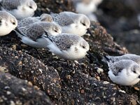 Calidris alba 85, Drieteenstrandloper, Saxifraga-Bart Vastenhouw