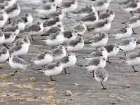 Calidris alba 86, Drieteenstrandloper, Saxifraga-Bart Vastenhouw
