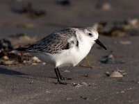 Calidris alba 87, Drieteenstrandloper, Saxifraga-Bart Vastenhouw