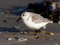 Calidris alba 88, Drieteenstrandloper, Saxifraga-Bart Vastenhouw