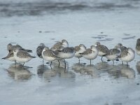 Calidris alba 9, Drieteenstrandloper, winter plumage, Saxifraga-Jan van der Straaten