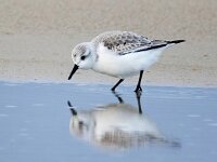 Calidris alba 92, Drieteenstrandloper, Saxifraga-Bart Vastenhouw