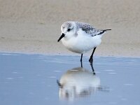 Calidris alba 93, Drieteenstrandloper, Saxifraga-Bart Vastenhouw