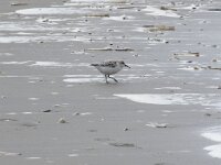 Calidris alba 98, Drieteenstrandloper, Saxifraga-Willem van Kruijsbergen