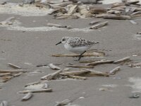 Calidris alba 99, Drieteenstrandloper, Saxifraga-Willem van Kruijsbergen